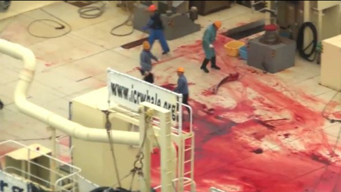 Sea Shepherds egna bilder visar spåret av slakten.